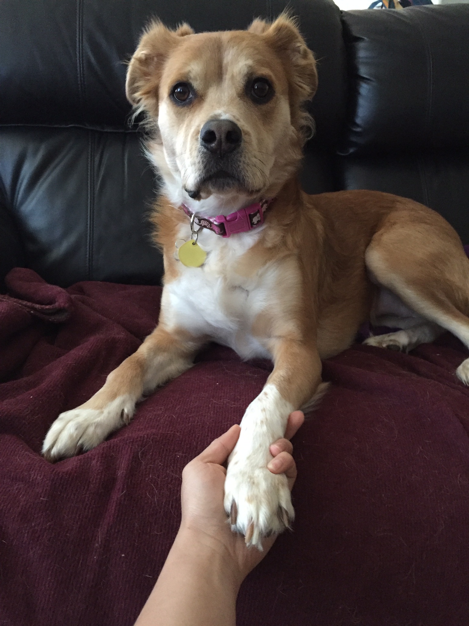 /lostandfound/images/lnfpets/original/25311_thumb_one.jpeg