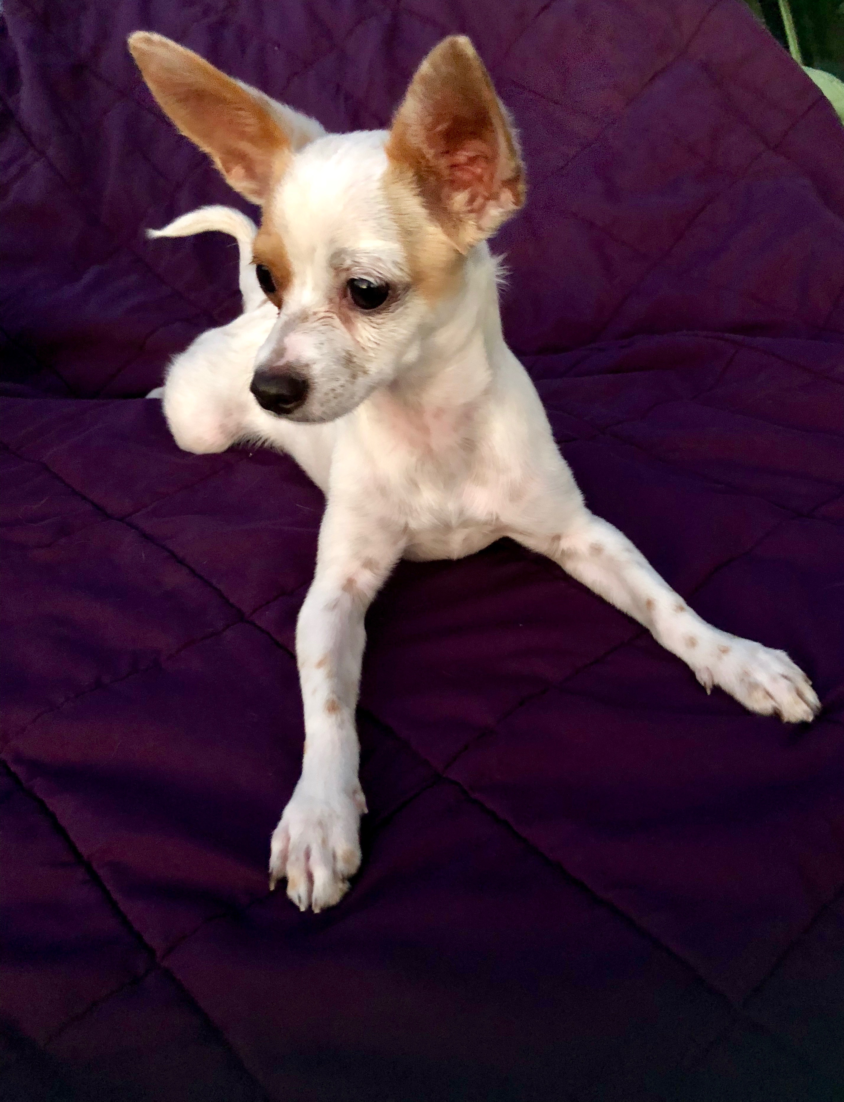 /lostandfound/images/lnfpets/original/25392_thumb_one.jpeg