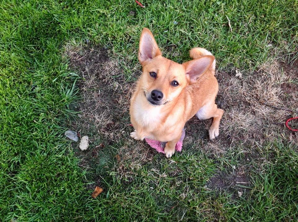 /lostandfound/images/lnfpets/original/25407_37296_33869777_10215897714536331_3854729686416359424_n.jpg