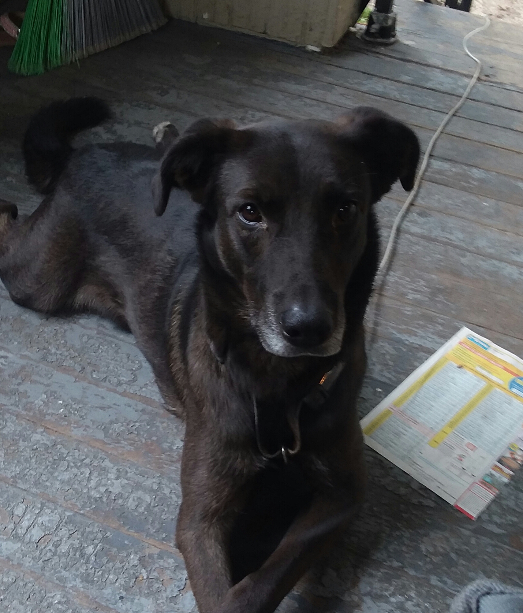 /lostandfound/images/lnfpets/original/25464_21501_20180928_131851.jpg