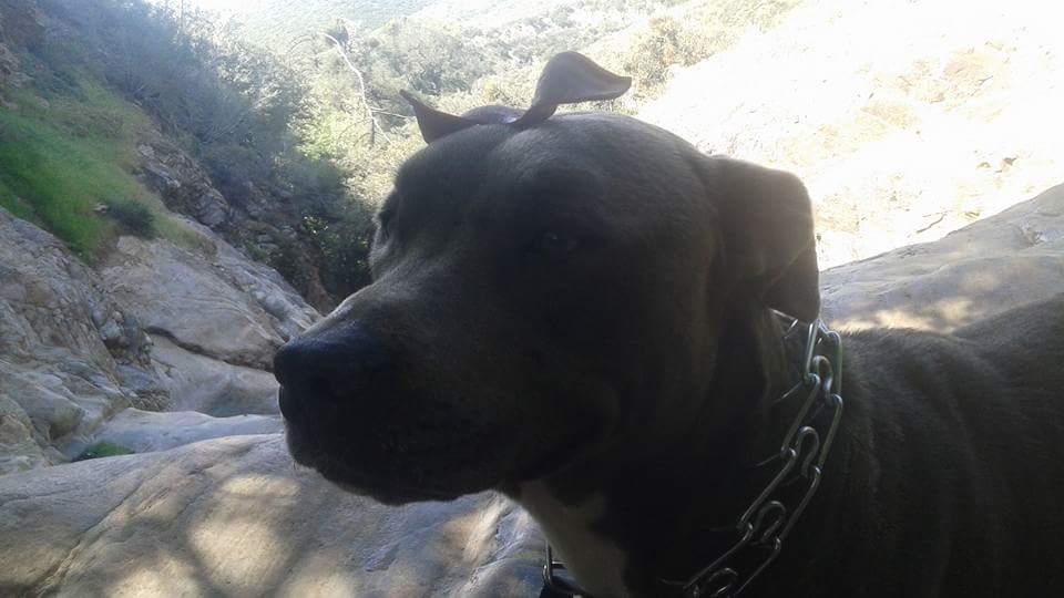/lostandfound/images/lnfpets/original/25469_16177_FB_IMG_1538229786240.jpg
