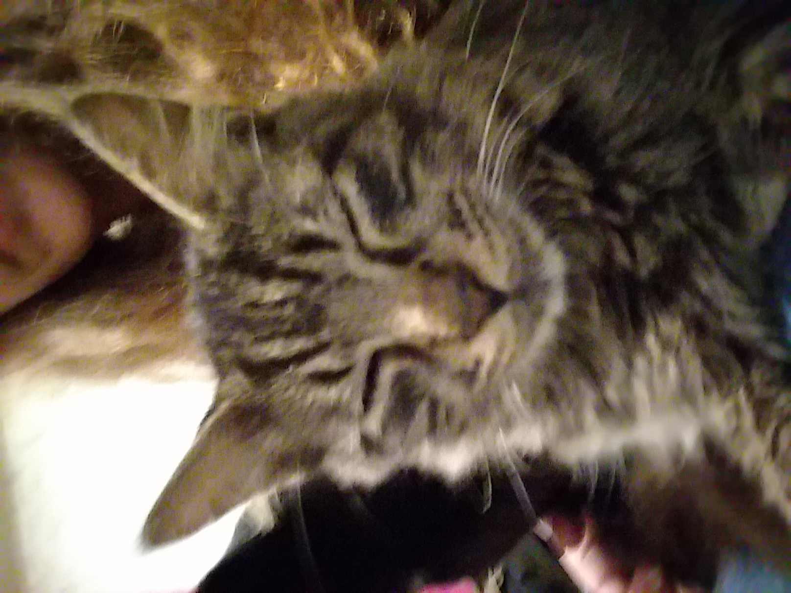 /lostandfound/images/lnfpets/original/25572_46350_1540357120491-1141964901.jpg