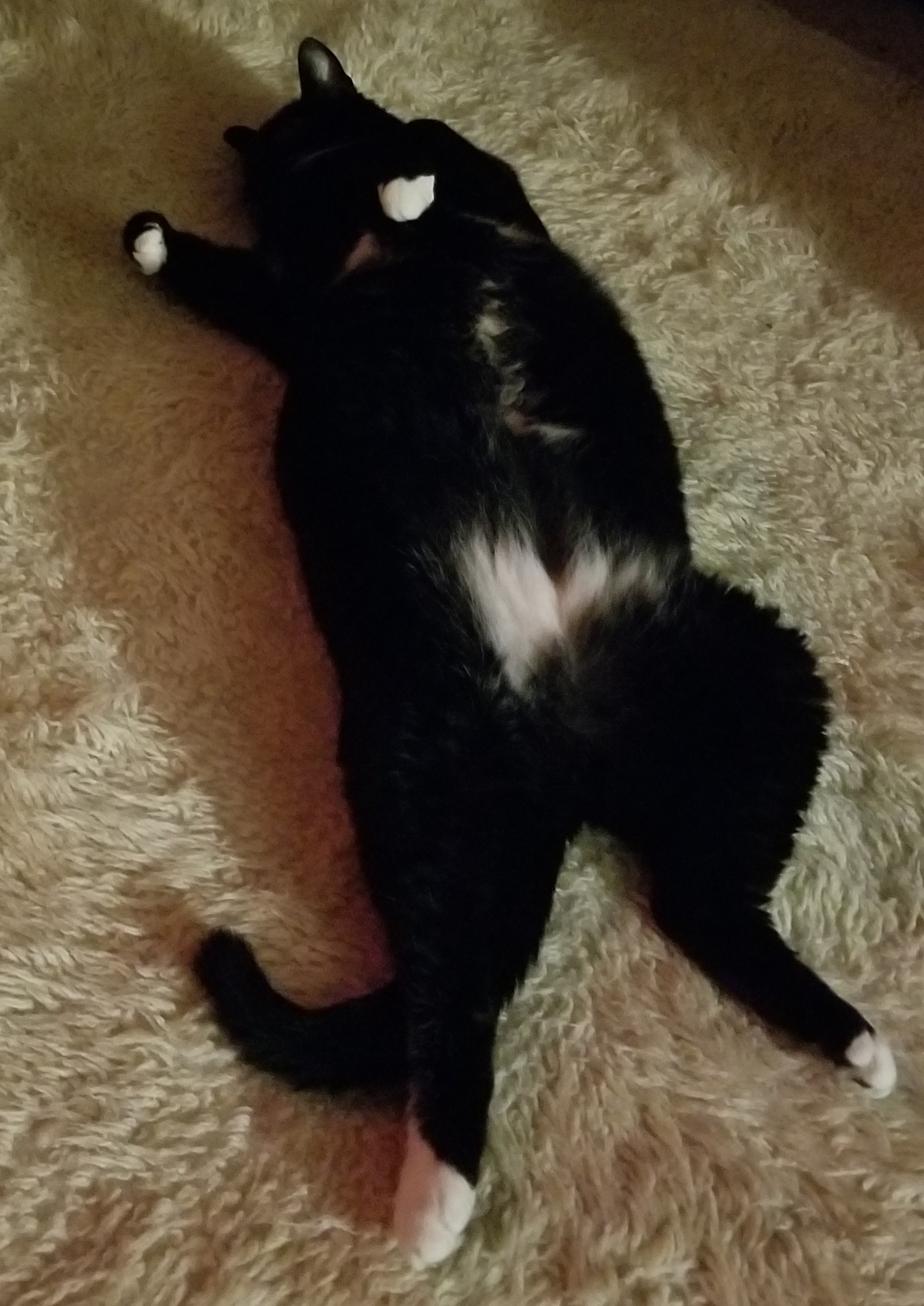 /lostandfound/images/lnfpets/original/25585_95791_20180927_201820.jpg