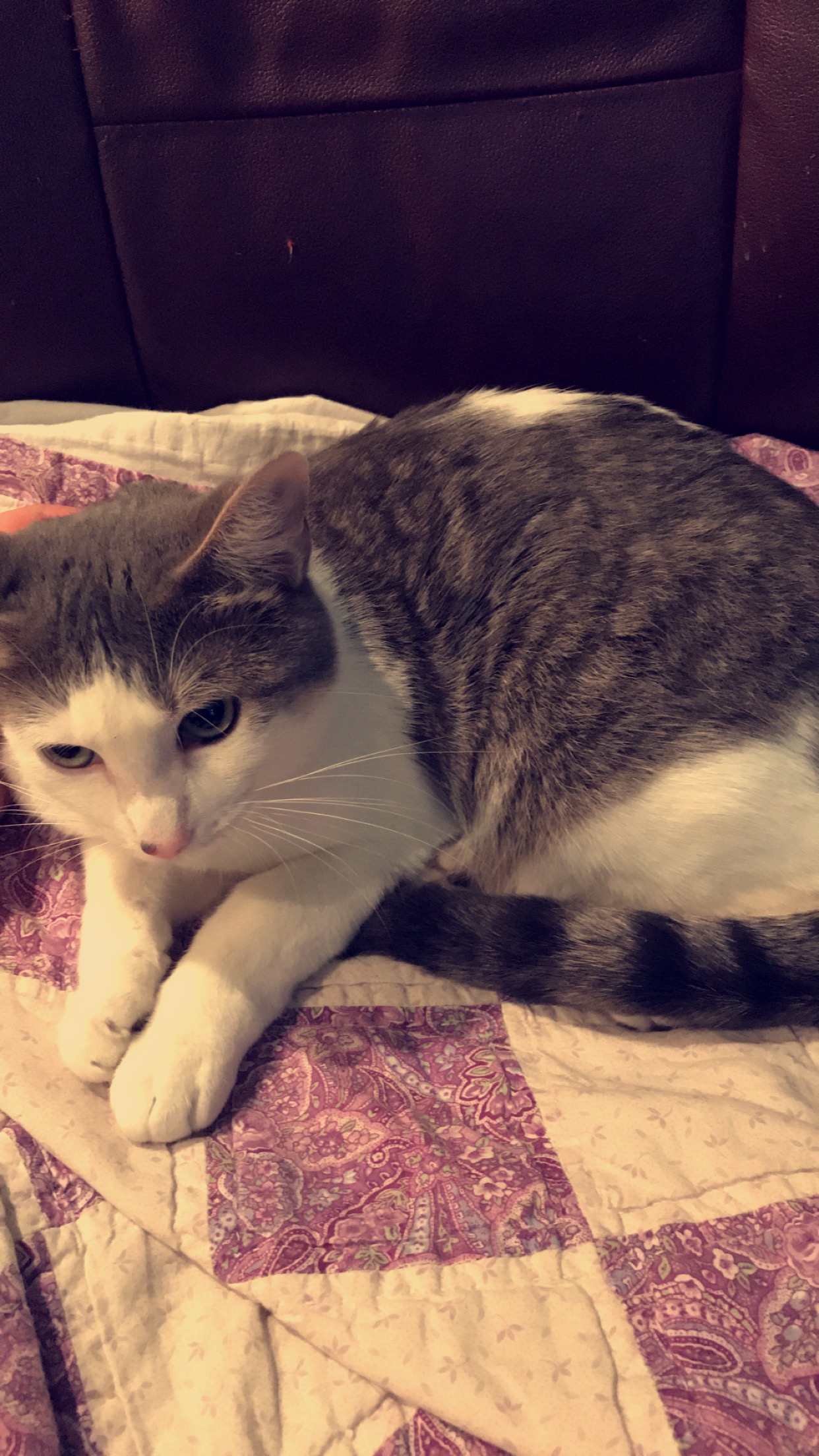 /lostandfound/images/lnfpets/original/25643_34345_D937DEF6-B64F-4F8A-AD9E-438430EE921A.jpeg