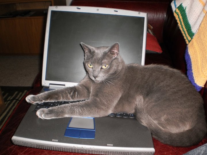 /lostandfound/images/lnfpets/original/25670_14060_Olive_1.jpg