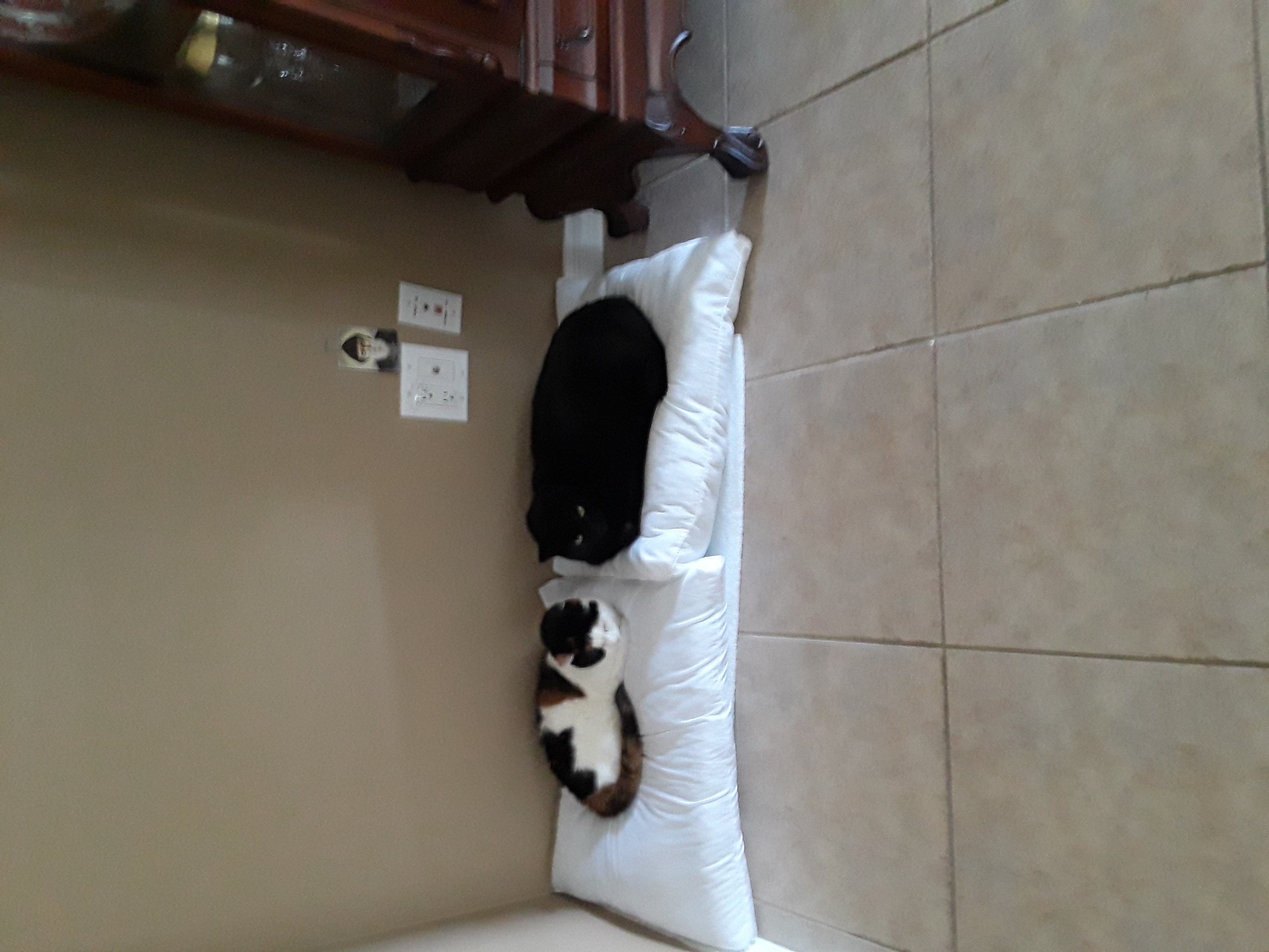 /lostandfound/images/lnfpets/original/25695_thumb_one.jpg