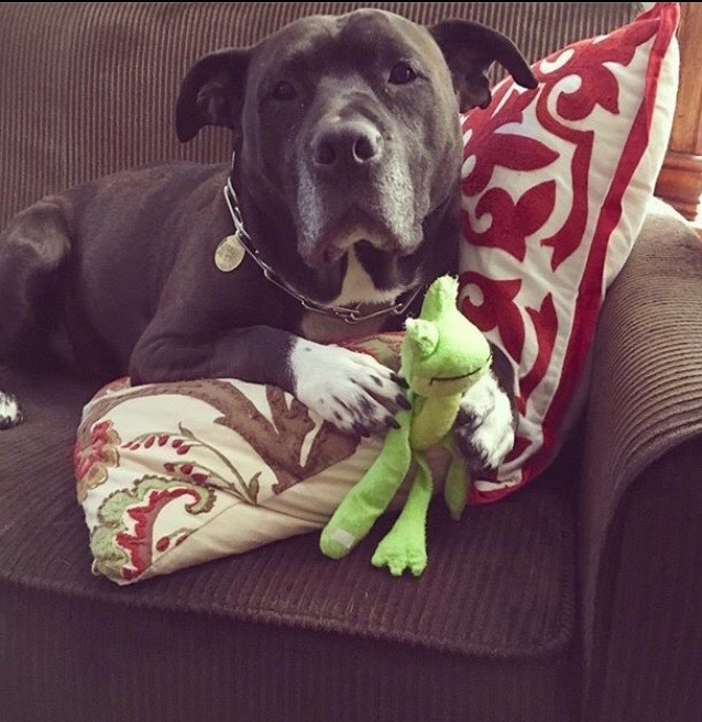 /lostandfound/images/lnfpets/original/25734_thumb_one.jpg
