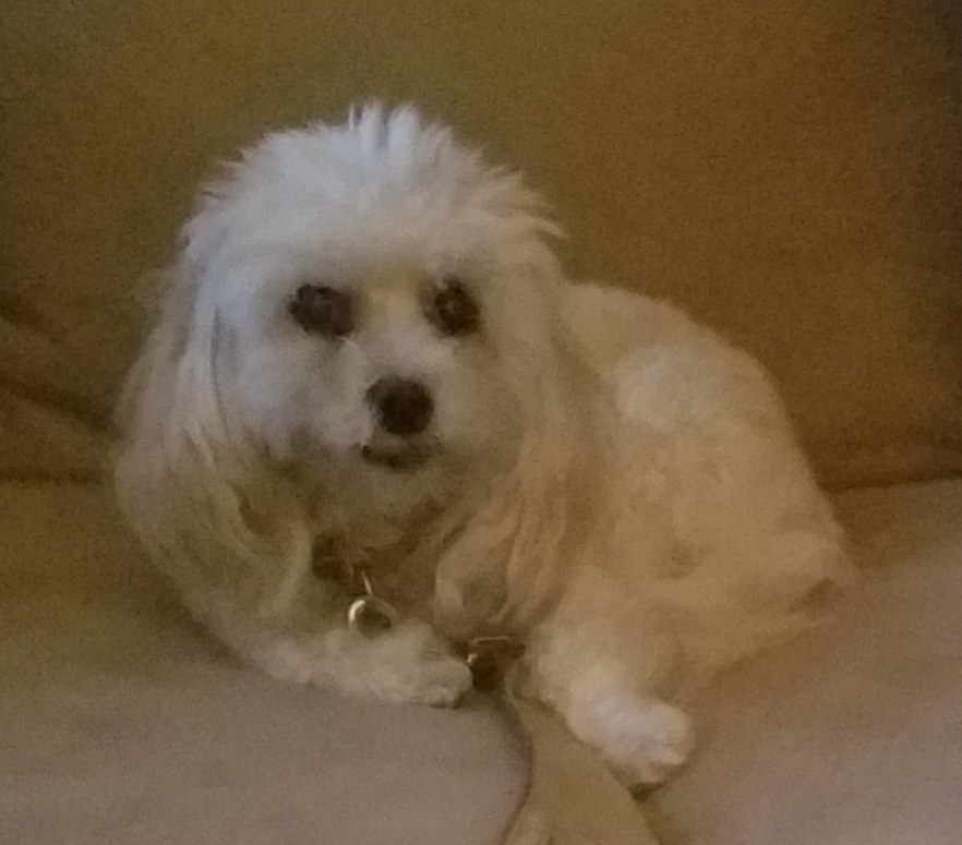 /lostandfound/images/lnfpets/original/25744_88248_20180928_232409.jpg