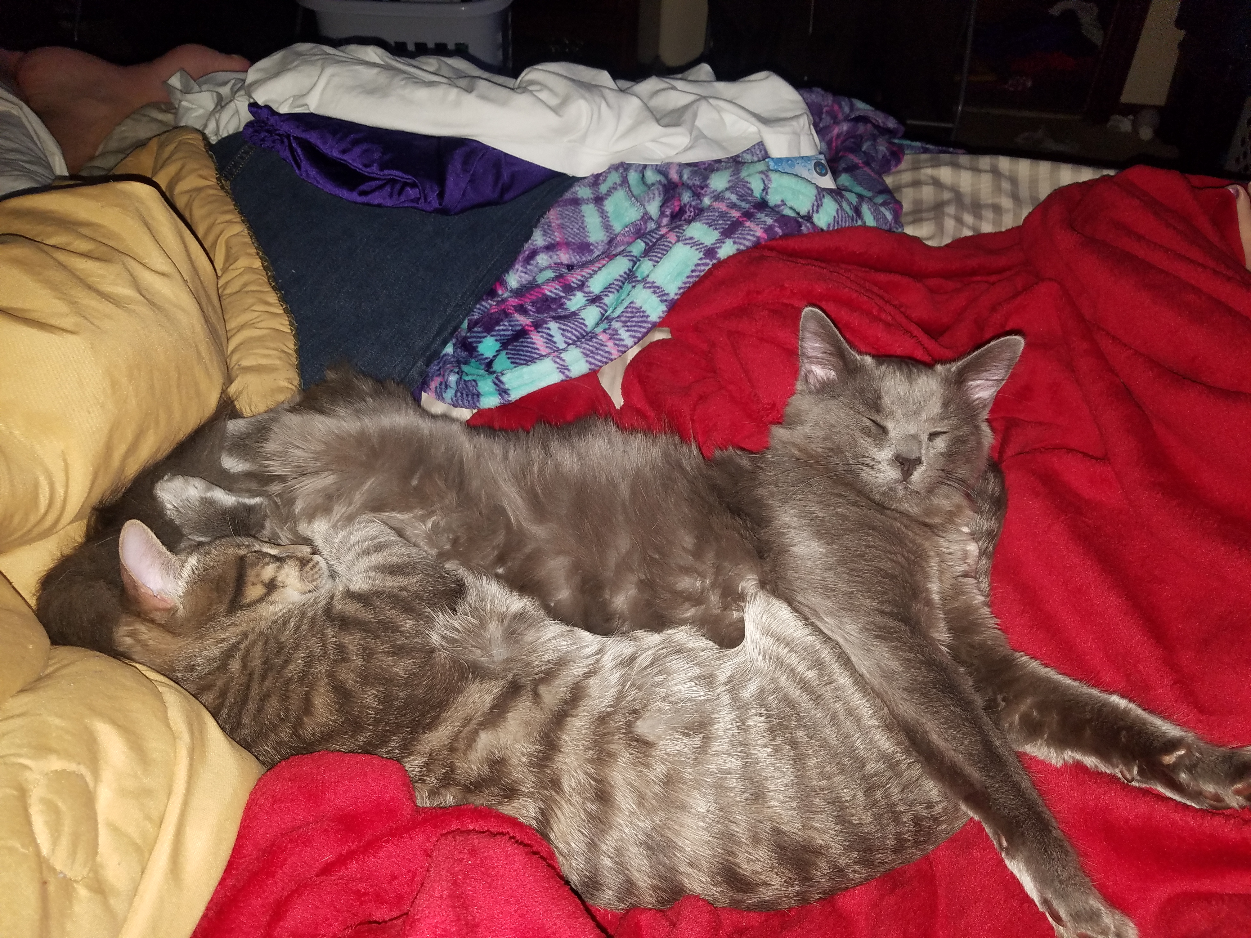 /lostandfound/images/lnfpets/original/25787_thumb_one.jpg