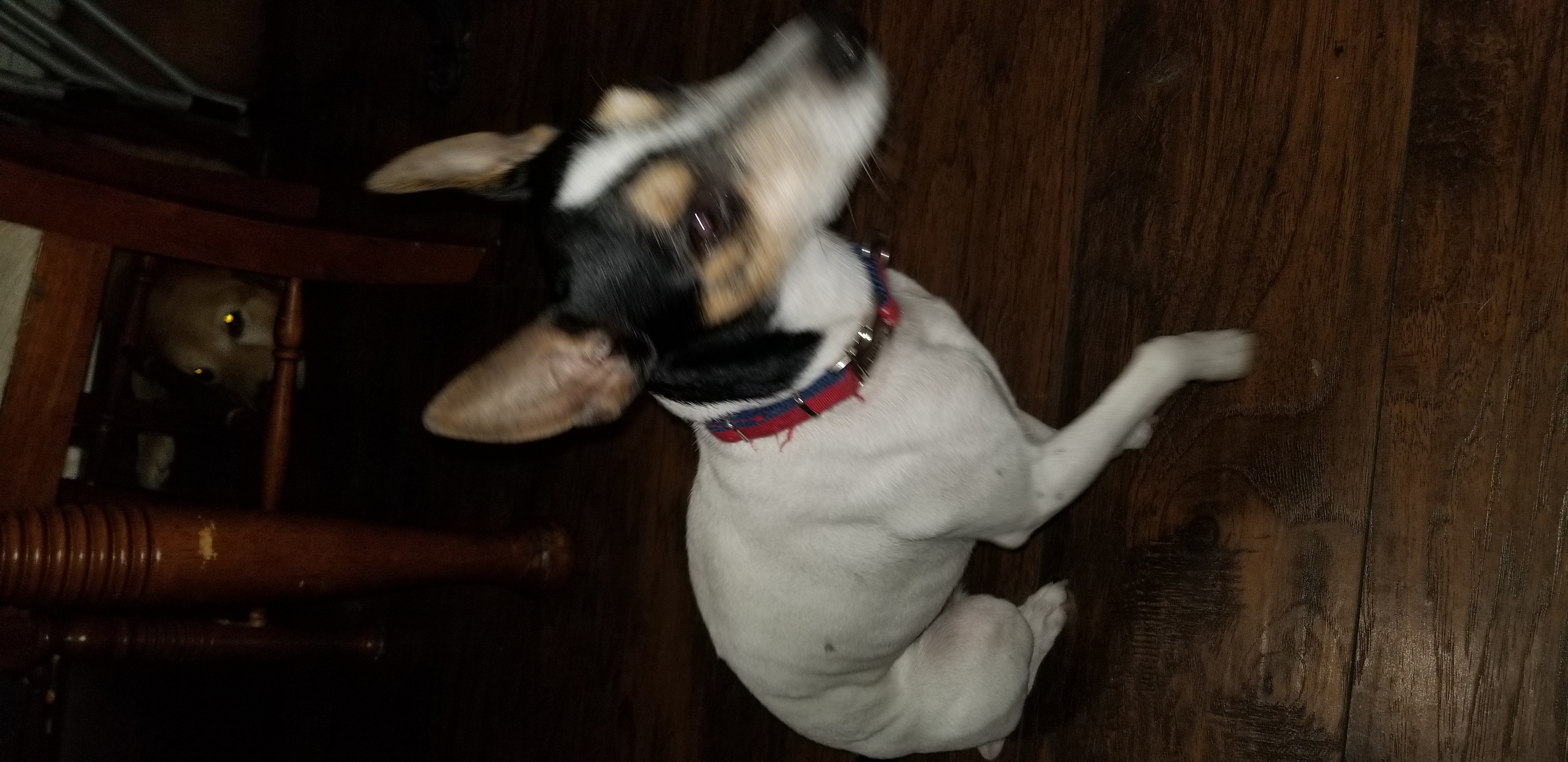 /lostandfound/images/lnfpets/original/25791_thumb_one.jpg