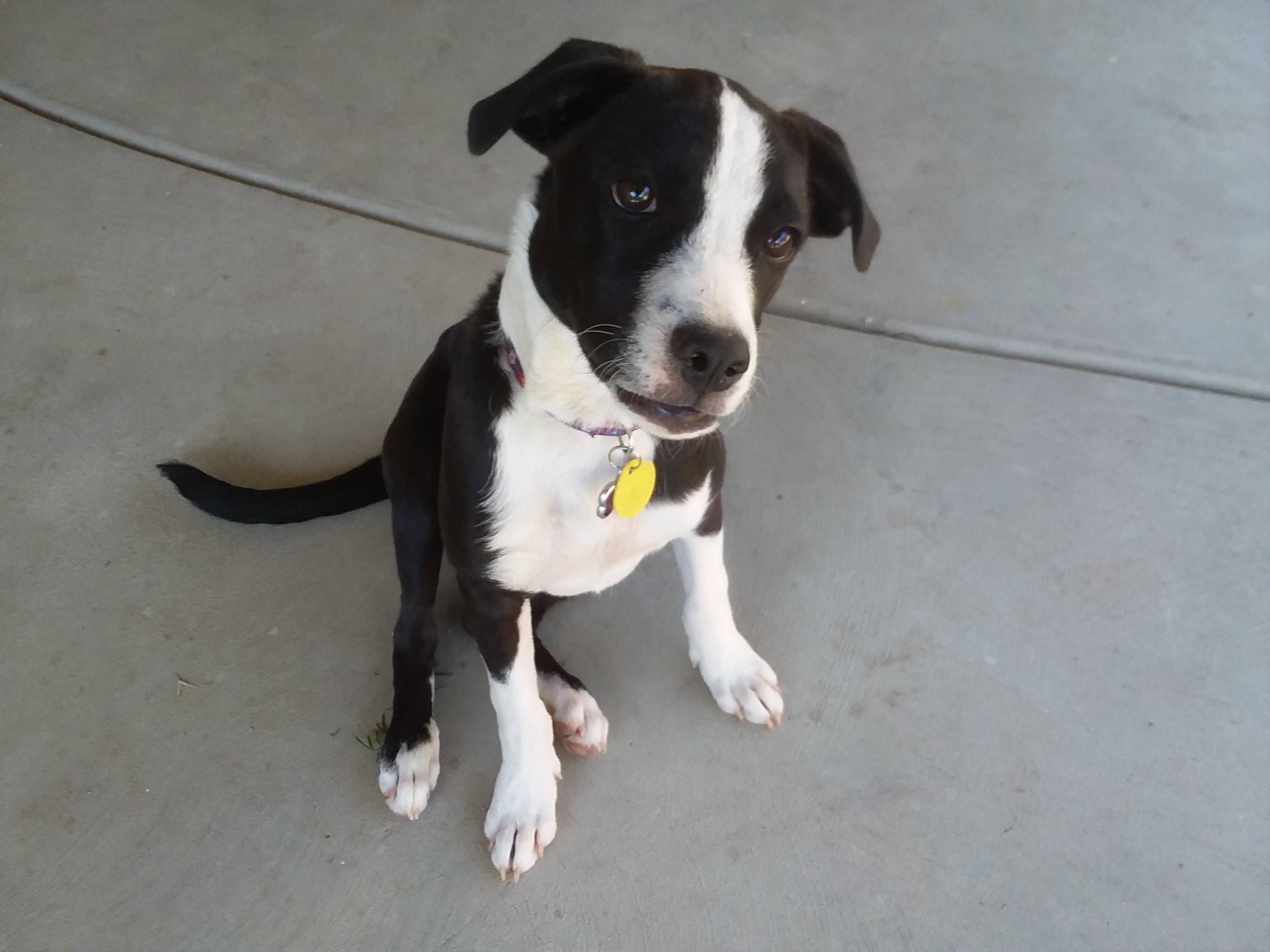 /lostandfound/images/lnfpets/original/25856_55841_20180930_112144.jpg