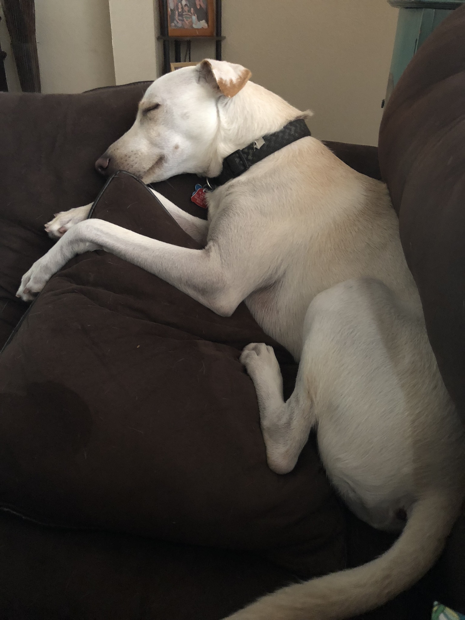 /lostandfound/images/lnfpets/original/25864_thumb_one.jpeg