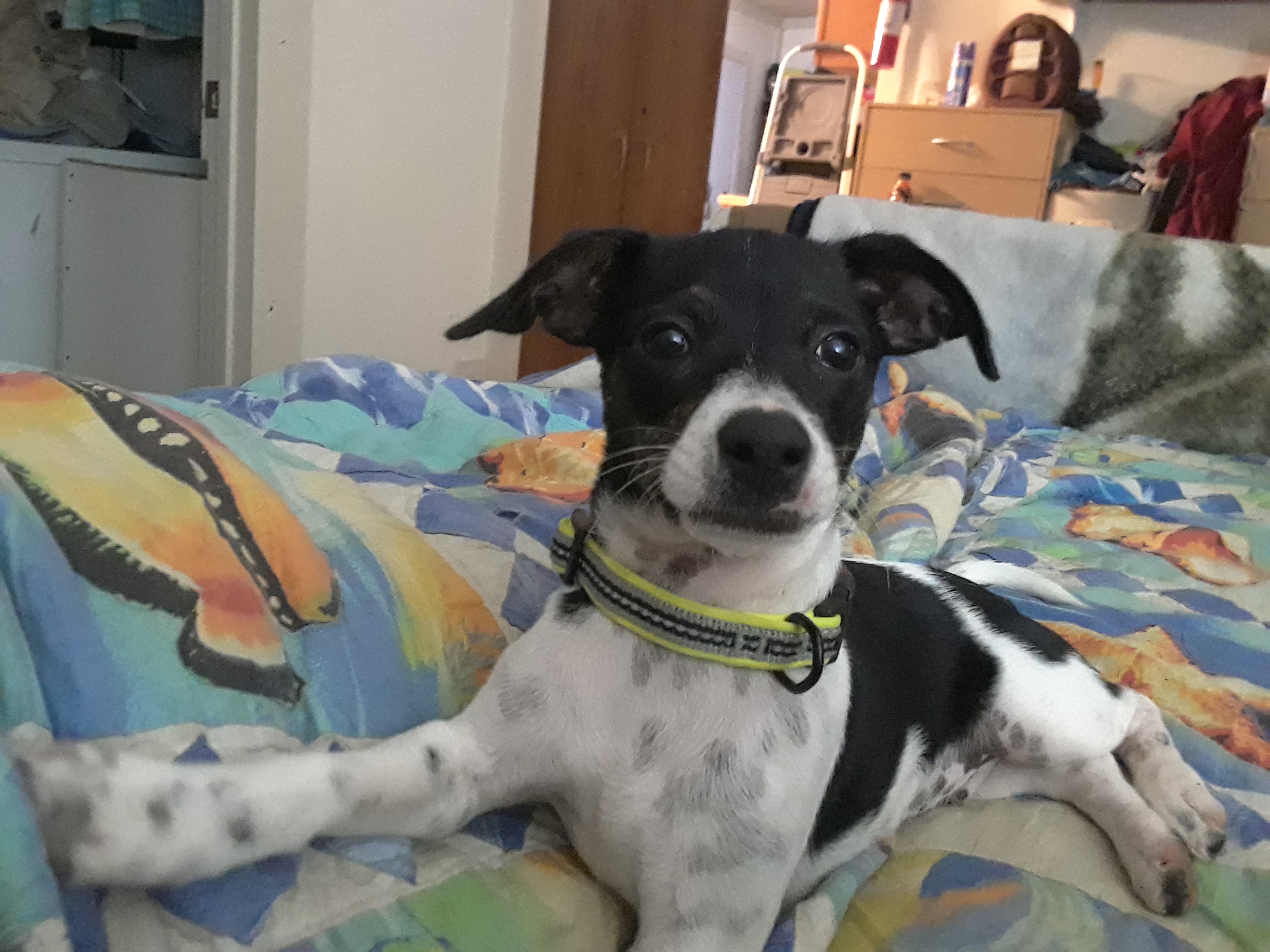 /lostandfound/images/lnfpets/original/25865_22735_20180909_205417.jpg