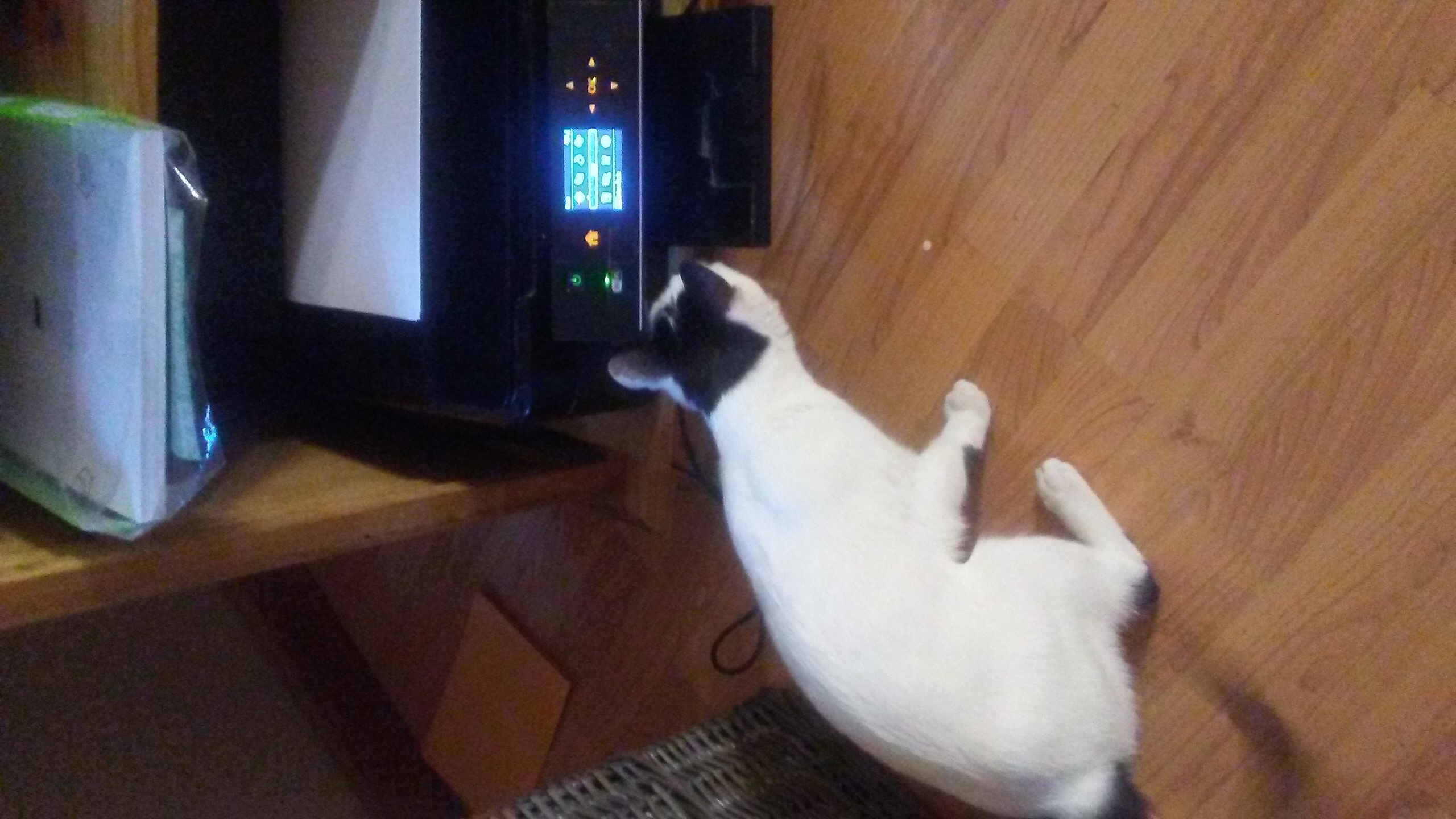 /lostandfound/images/lnfpets/original/25950_thumb_one.jpg