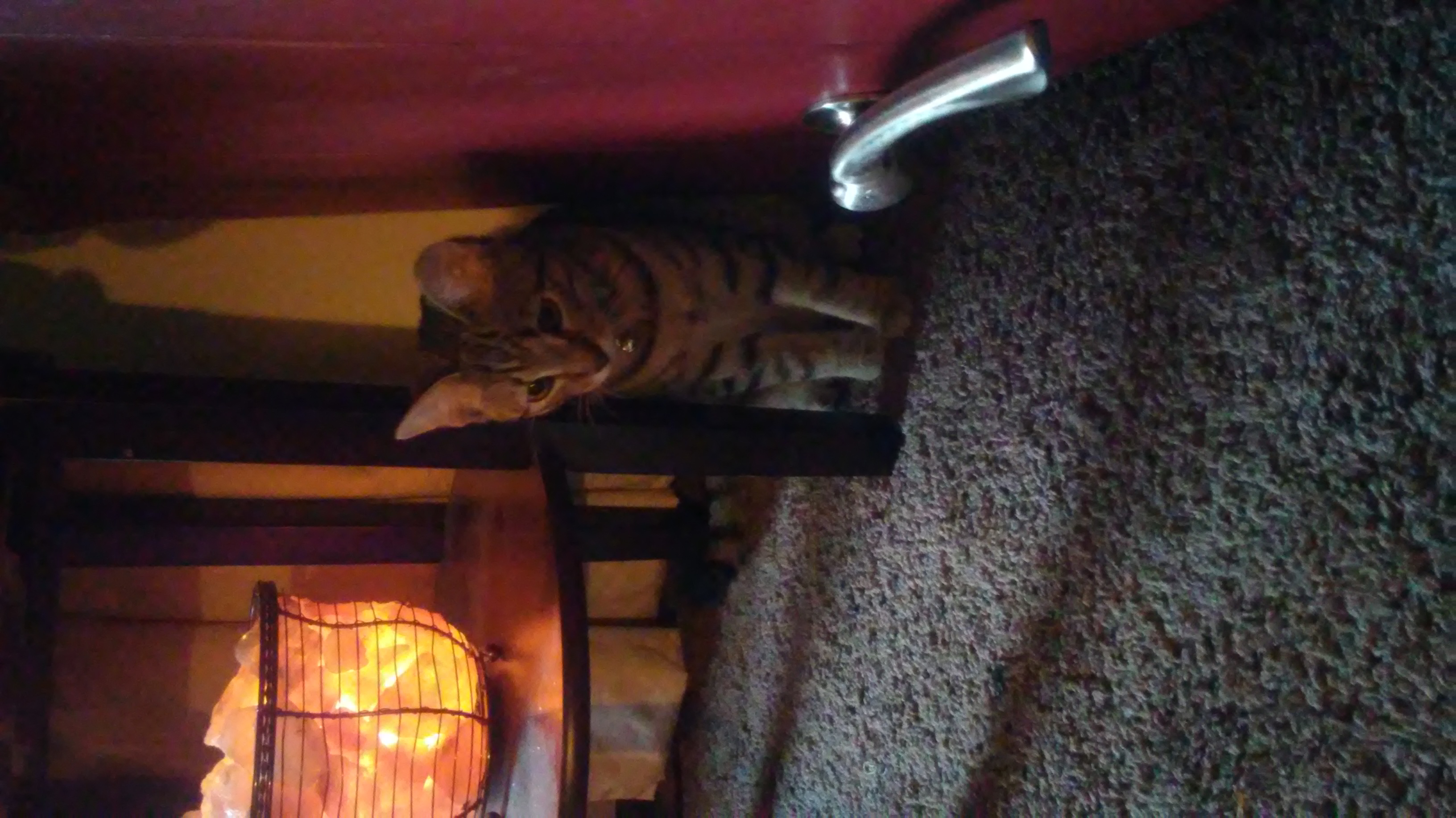 /lostandfound/images/lnfpets/original/25964_56886_1538922517109-1643207198.jpg