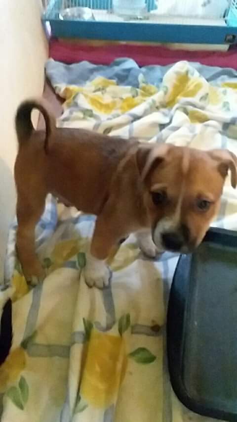/lostandfound/images/lnfpets/original/25975_22979_FB_IMG_1538342602738.jpg