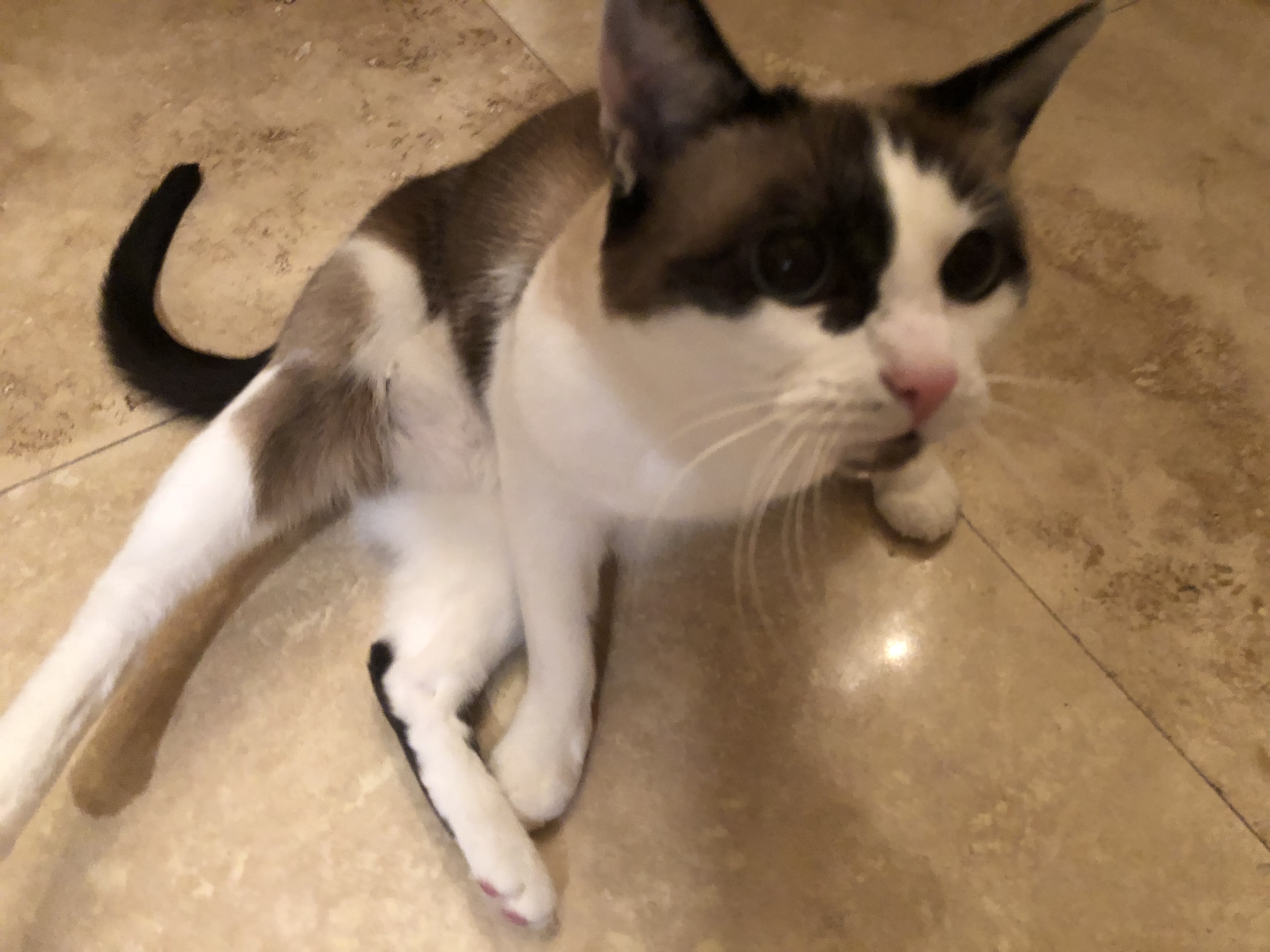 /lostandfound/images/lnfpets/original/25982_thumb_one.jpeg
