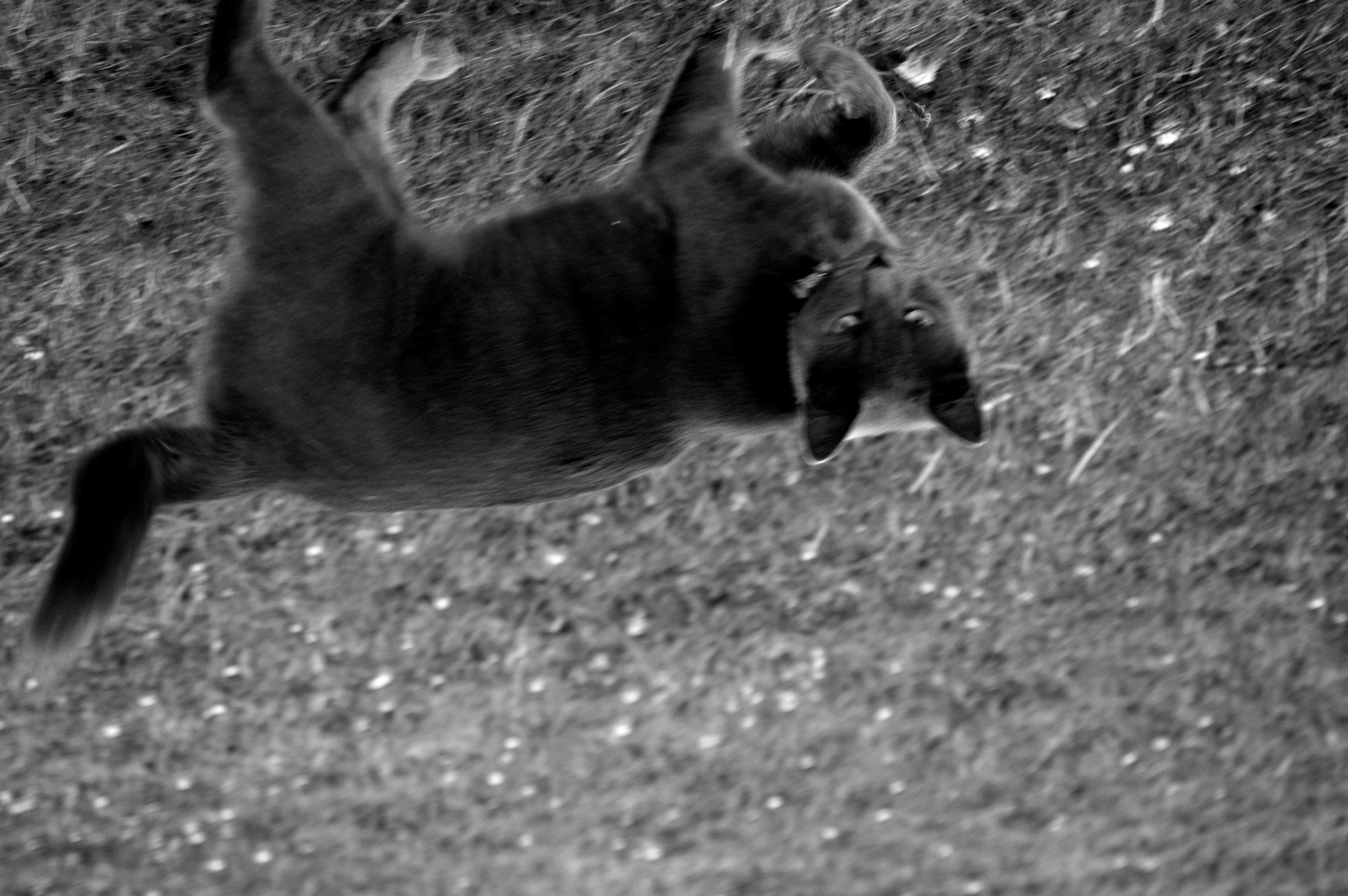 /lostandfound/images/lnfpets/original/74803_8407_7.5mb.jpg