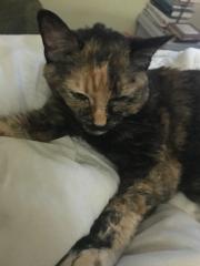 /lostandfound/images/lnfpets/original/82764_tphoto.jpeg