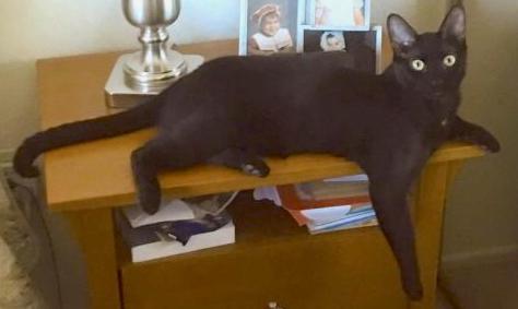 /lostandfound/images/lnfpets/original/86800_tphoto.jpeg