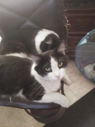 /lostandfound/images/lnfpets/original/94829_tphoto.jpeg