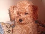 /lostandfound/images/lnfpets/original/94958_tphoto.jpg