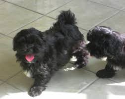 /lostandfound/images/lnfpets/original/97113_tphoto.jpeg