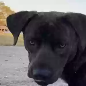found male dog found pet
