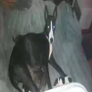 lost female dog babygirl