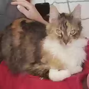 lost female cat princess