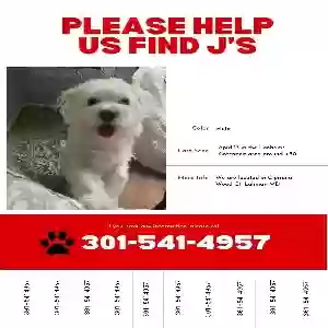 lost male dog jay