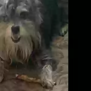 lost female dog viva