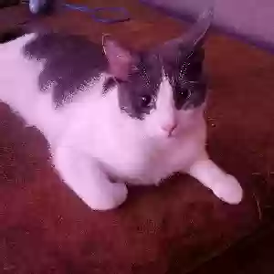 lost male cat tito