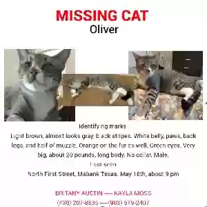 lost male cat oliver