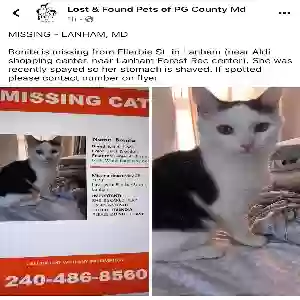 lost female cat bonita