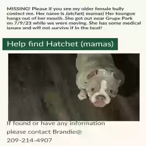 lost female dog hatchet(mamas)
