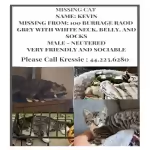 lost male cat kevin