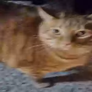 lost male cat mathias