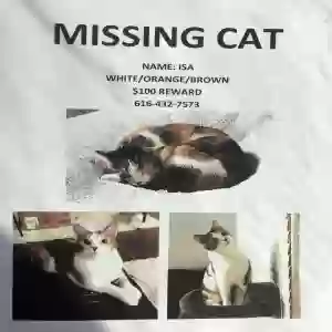lost female cat isa