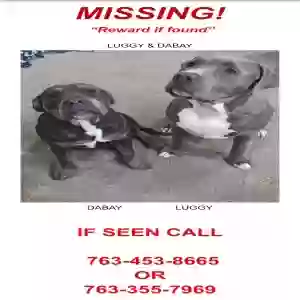 lost male dog luggy & dabay