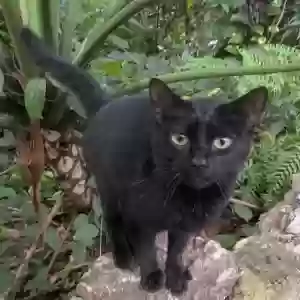 found female cat found pet