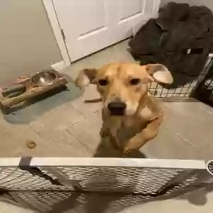 found male dog unknown