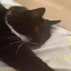 lost male cat oreo