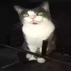 lost male cat jack