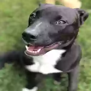 found male dog unknown