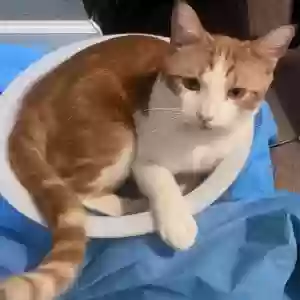 lost male cat calvin