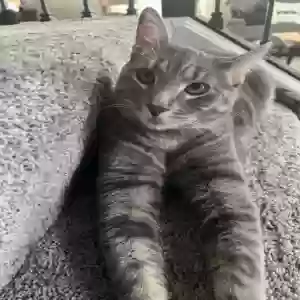 lost male cat max