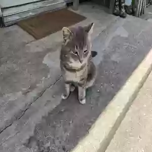 found male cat unknown