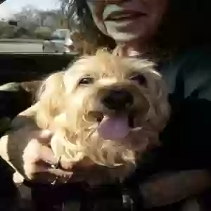 lost male dog moose