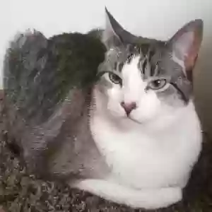 lost female cat blondie